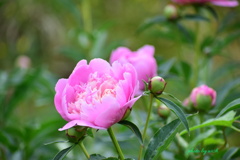 芍薬