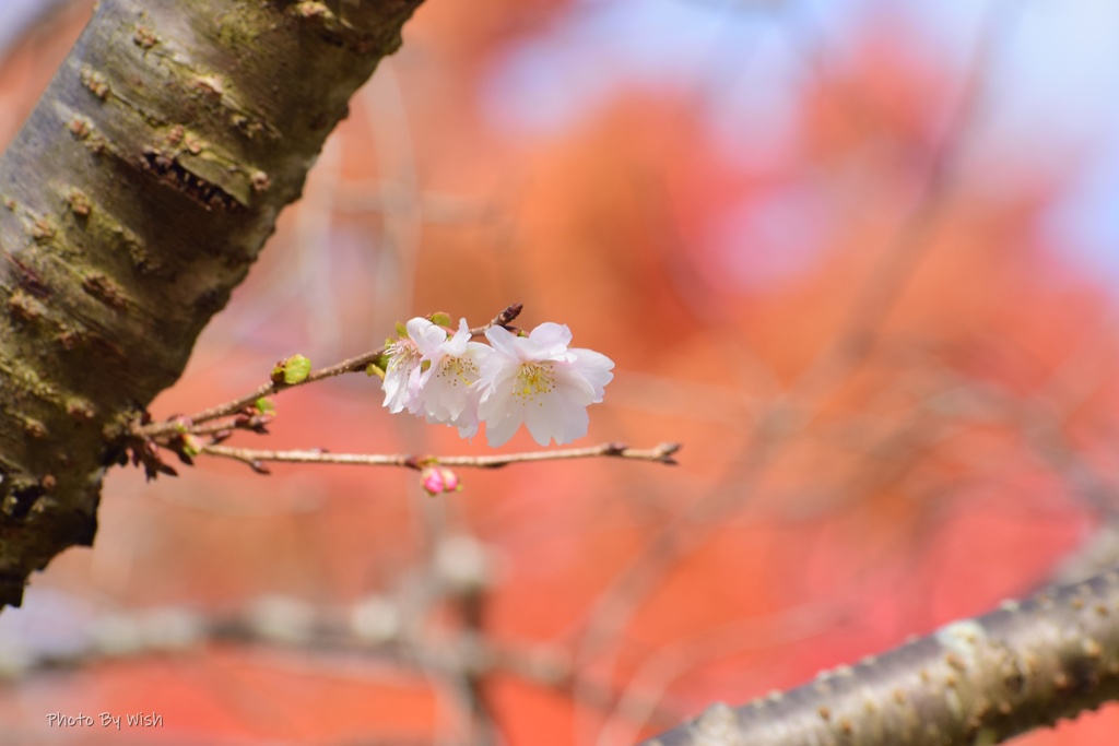 １１月の十月桜