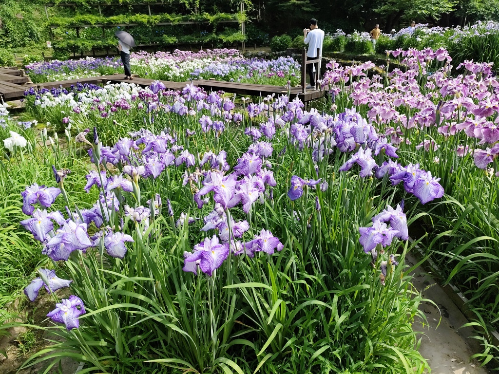 卯辰山花菖蒲