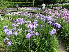 卯辰山花菖蒲