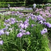 卯辰山花菖蒲