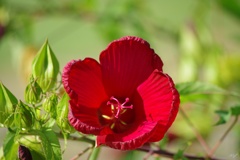タイタンビカスの花