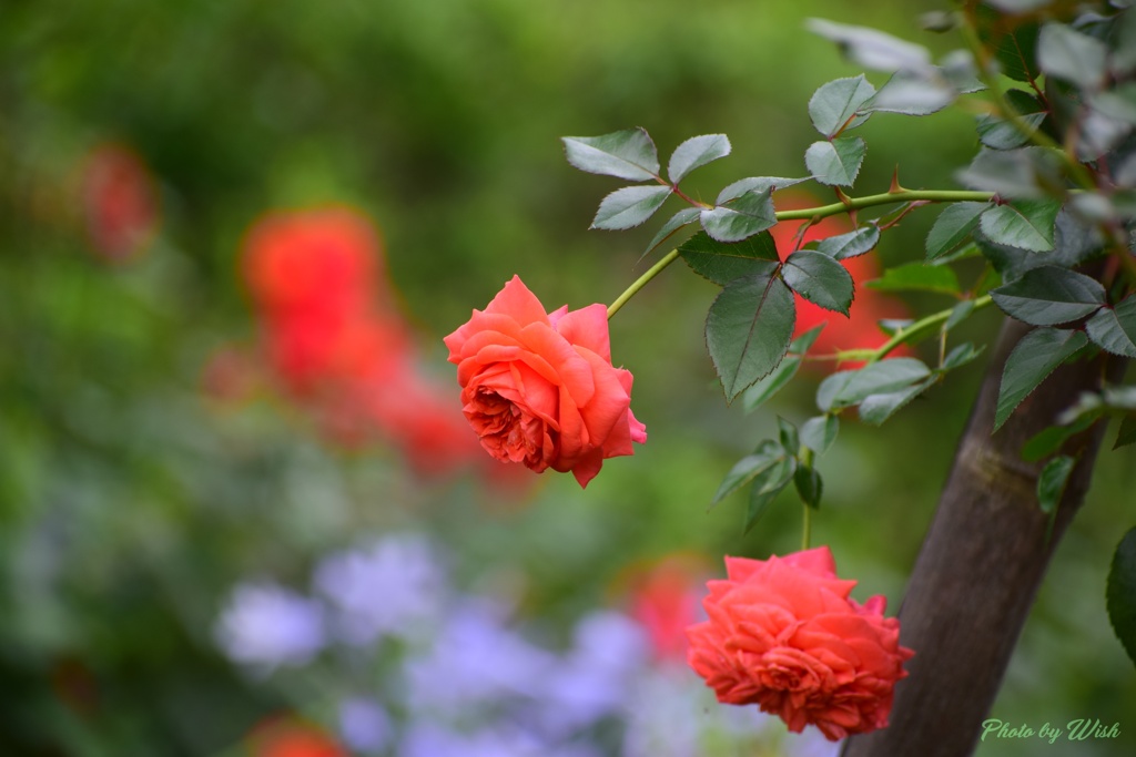 7月の薔薇