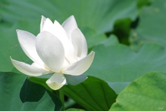 白蓮花