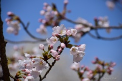 ソメイヨシノ開花