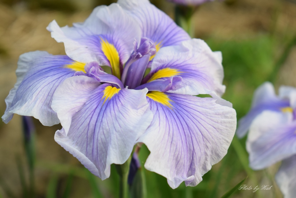 花菖蒲