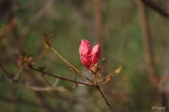 季節外れの蕾