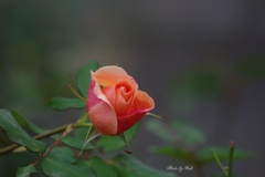 晩秋の薔薇