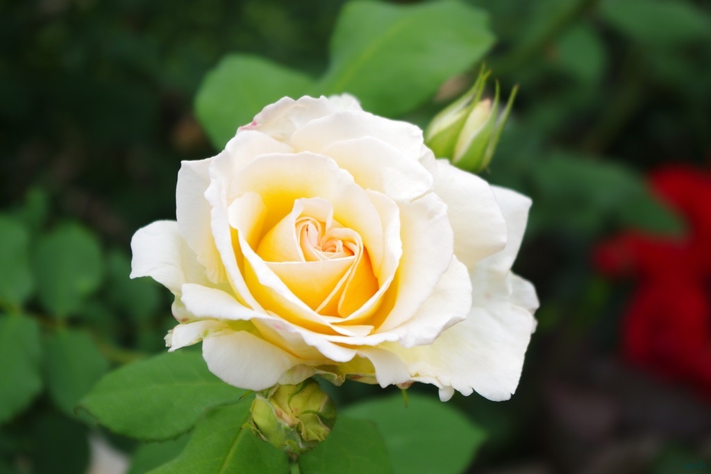 yellow rose