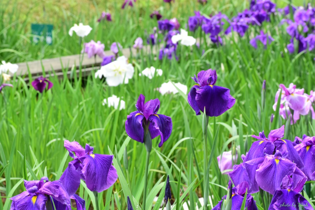 頼成の森：花しょぶ