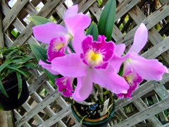 温室に咲く花