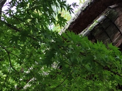 青葉