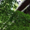 青葉