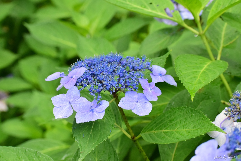 額紫陽花