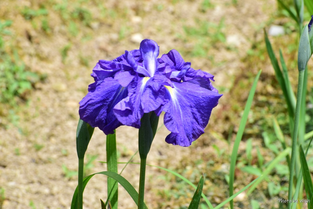 咲き始めの花菖蒲