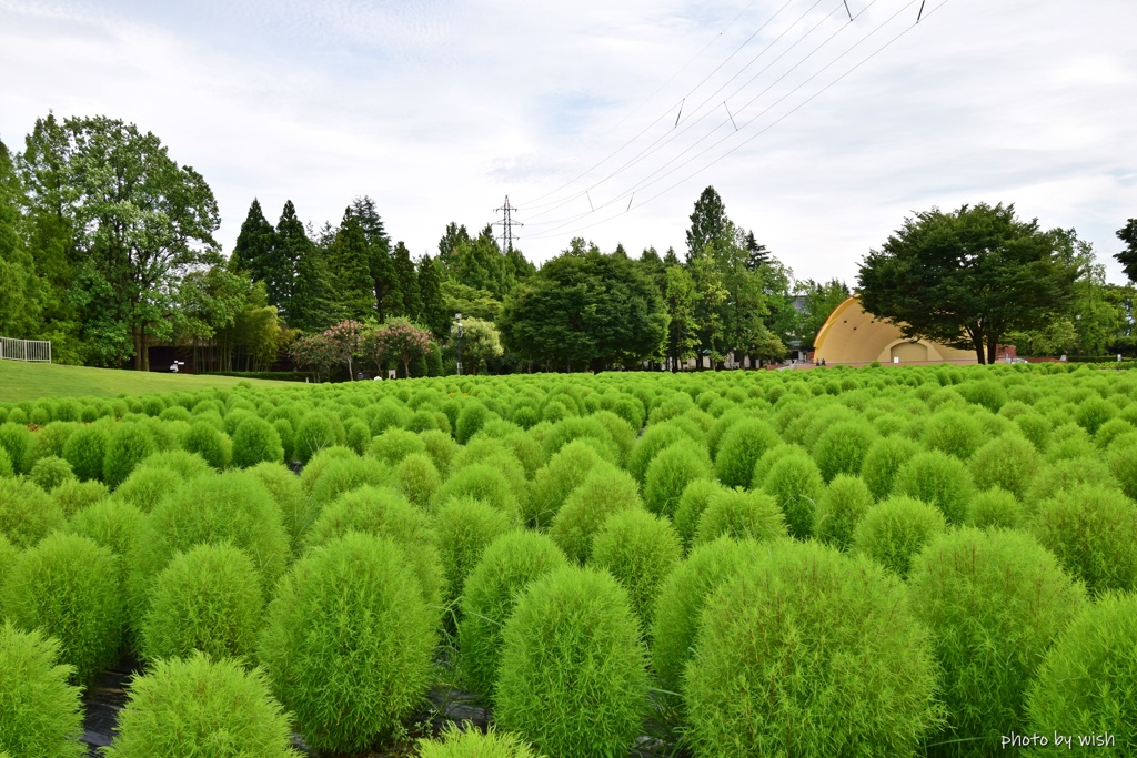 もふもふコキア