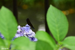 紫陽花とハグロトンボ