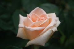 2016 Rose　②