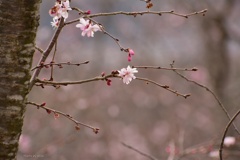 3月の十月桜