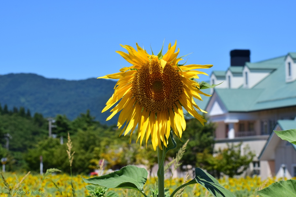 夏バテ