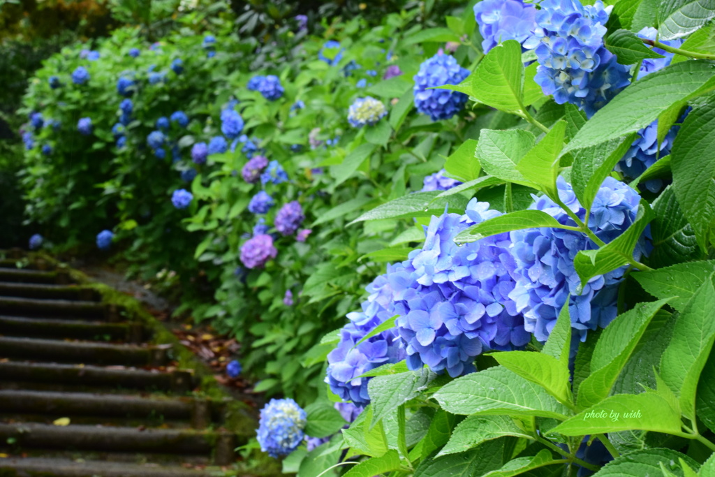 紫陽花小路