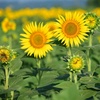 開花のエリア