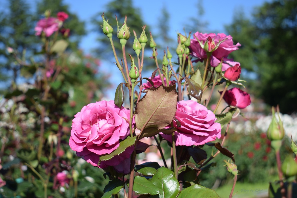 6月の薔薇