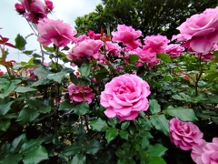 ５月の薔薇