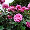 ５月の薔薇