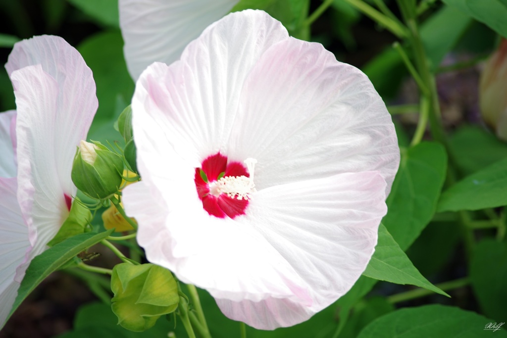 アメリカ芙蓉