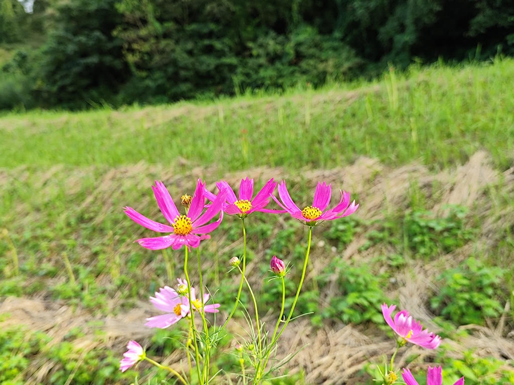 秋の風