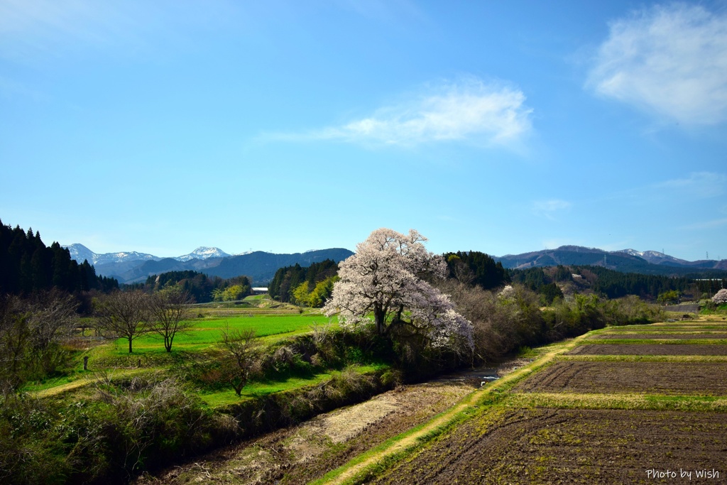 一本桜の田園風景