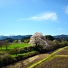 一本桜の田園風景