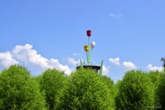 コキアから眺めるタワー