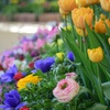 春の花々