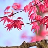 紅色の若葉