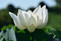 白蓮花
