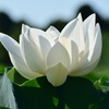 白蓮花