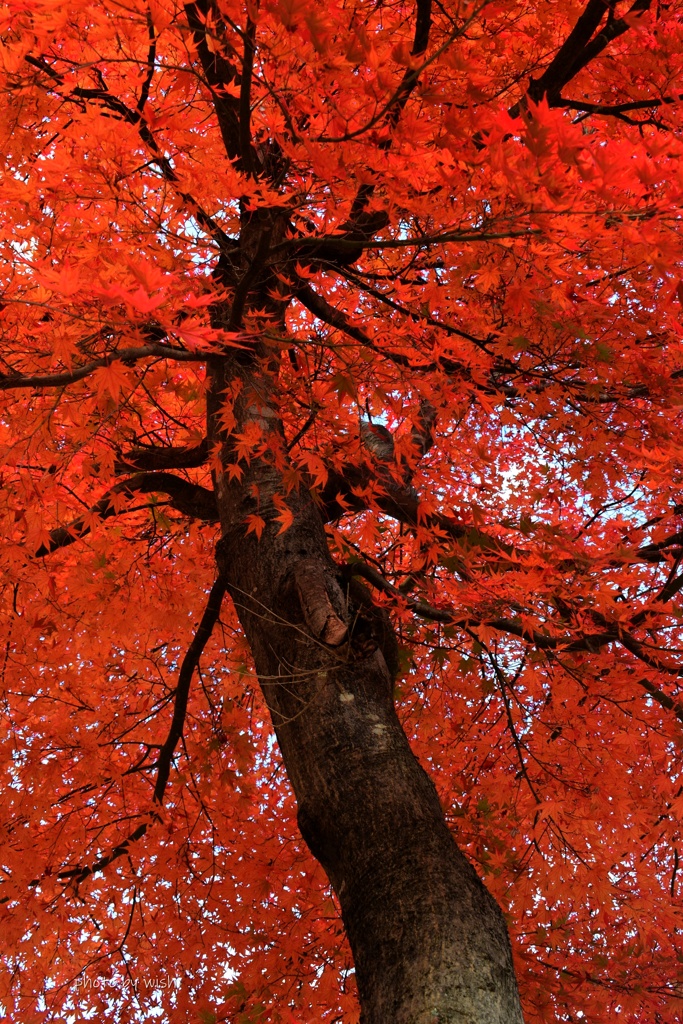 下から見上げる紅葉