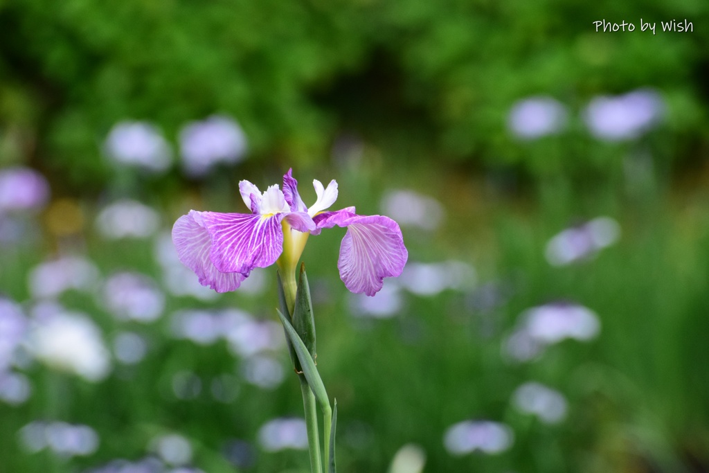 花菖蒲