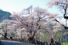 荘川桜