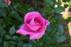初夏の薔薇