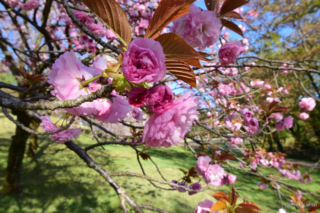 八重桜