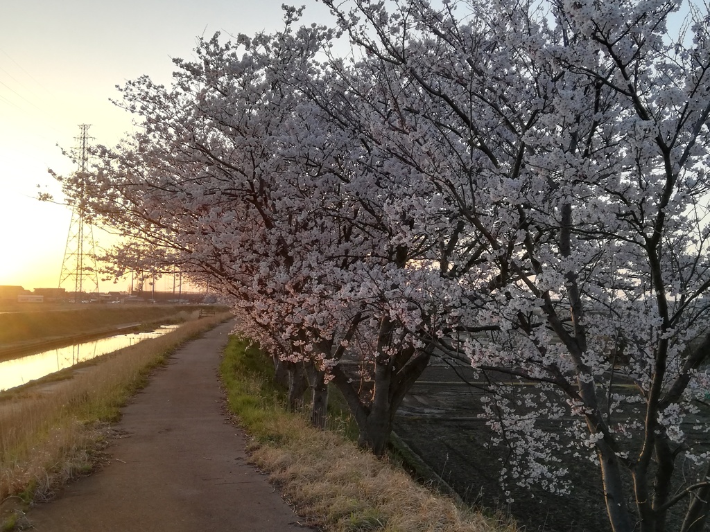 夕方の桜並木