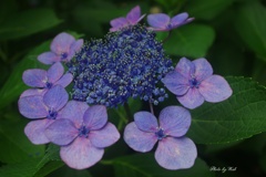 7月の紫陽花