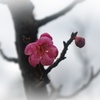 紅梅が咲く頃