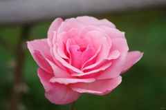秋薔薇：pink rose