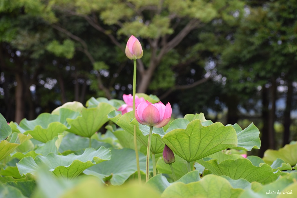 背高のっぽ