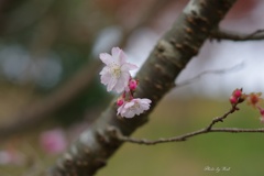 十月桜