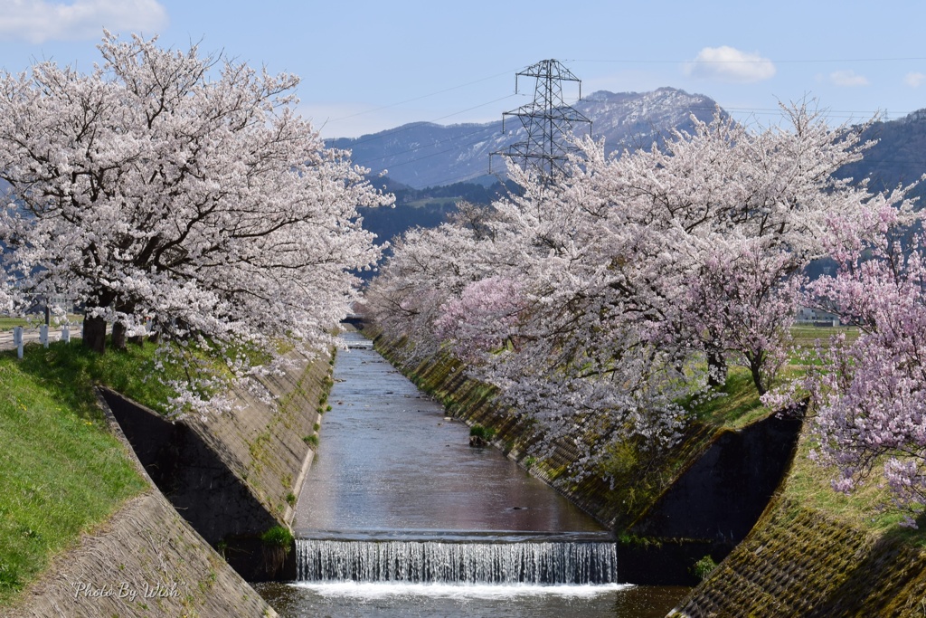 桜並木